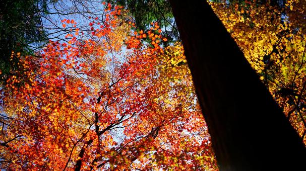 紅葉のグラデーション 紅葉のグラデーションの写真