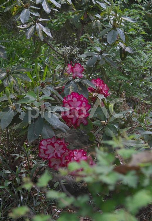 葉の中のシャクナゲ 植物,花,春の写真素材