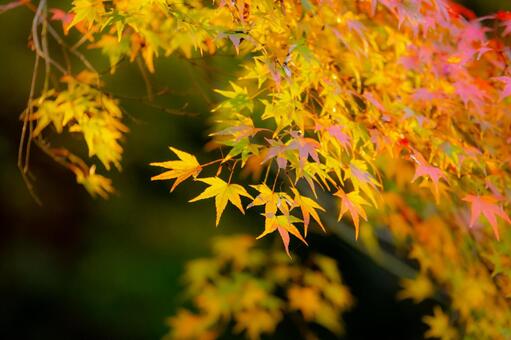 都内の紅葉 都内の紅葉の写真