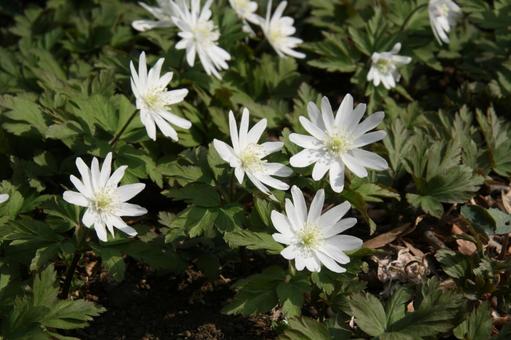 Photo, mountain grass, flower, blooms in early spring, 
