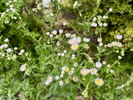Photo, flower, summer, yellow, 