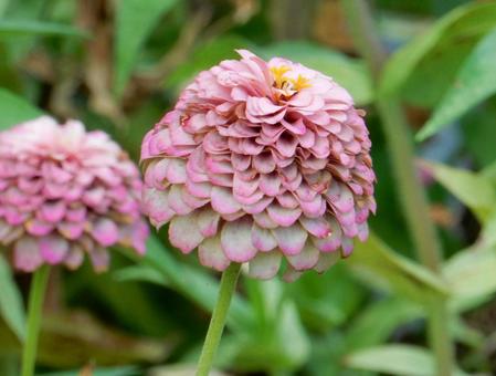 【花の写真】 ヒャクニチソウ（百日草） 百日草,ヒャクニチソウ,キク科の写真素材