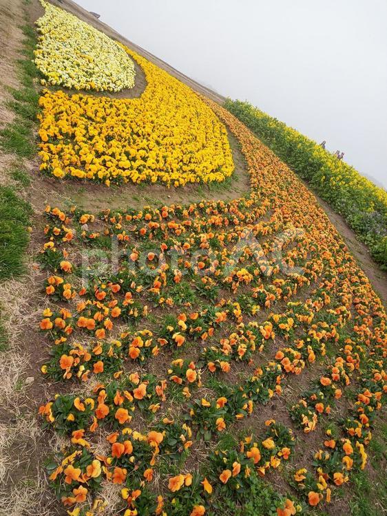 淡路花さじき1-1 春色,春,チューリップの写真素材