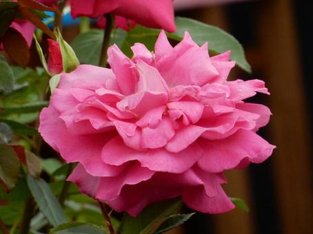 【薔薇の写真】バラの花 【薔薇の写真】バラの花 の写真