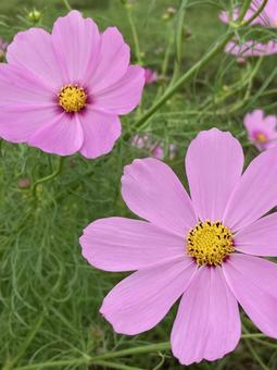 秋の日に咲きほこるコスモスの花 秋の日に咲きほこるコスモスの花 コスモス,秋桜,花の写真素材