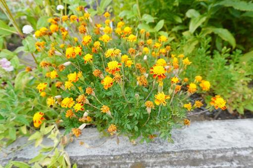 黄色い花 黄色い花の写真