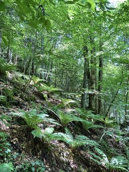 光を浴びるシダ植物の群生 光を浴びるシダ植物の群生の写真