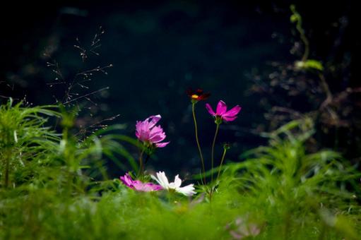 <素材>秋の晴れた秋桜畑と青空 <素材>秋の晴れた秋桜畑と青空 コスモス,コスモス畑,花の写真素材