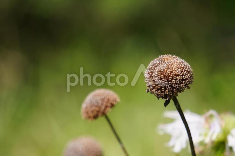 次の世代へ 花,終わり,枯れるの写真素材