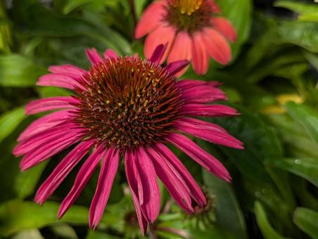 エキナセアの花 エキナセアの花の写真