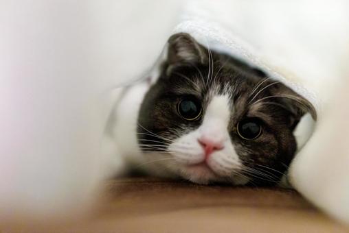 毛布の中の猫 毛布の中の猫の写真
