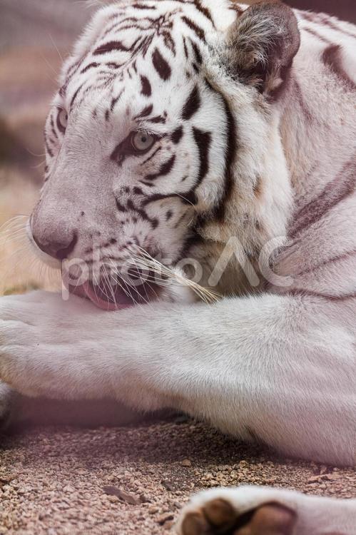 ホワイトタイガー ホワイトタイガー,虎,動物の写真素材