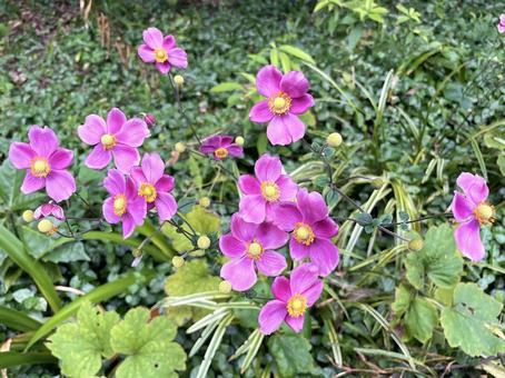 シュウメイギク(秋明菊) シュウメイギク(秋明菊)の写真
