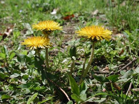 Dandelion blooming scenery, JPG Dandelion blooming scenery, JPG