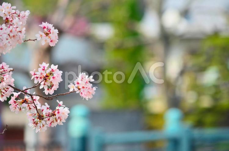 咲いている桜の花 桜,花,開花の写真素材