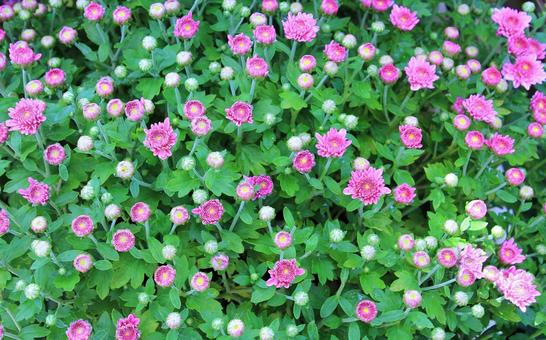 咲き始めたピンクの小菊・ガーデンマム 咲き始めたピンクの小菊・ガーデンマム 小菊,花,キク科の写真素材