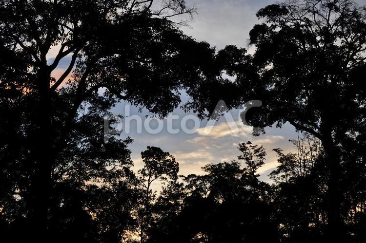 夕暮れの木々 夕暮れ,自然,風景の写真素材