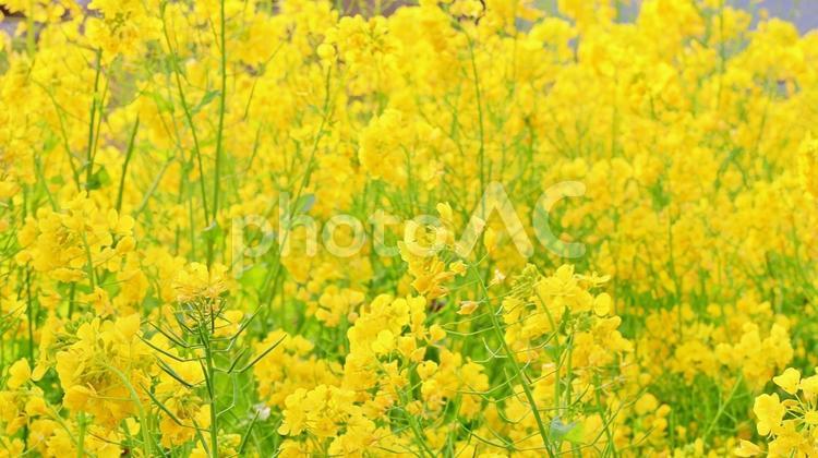 美しい菜の花畑 春,菜の花,風景の写真素材