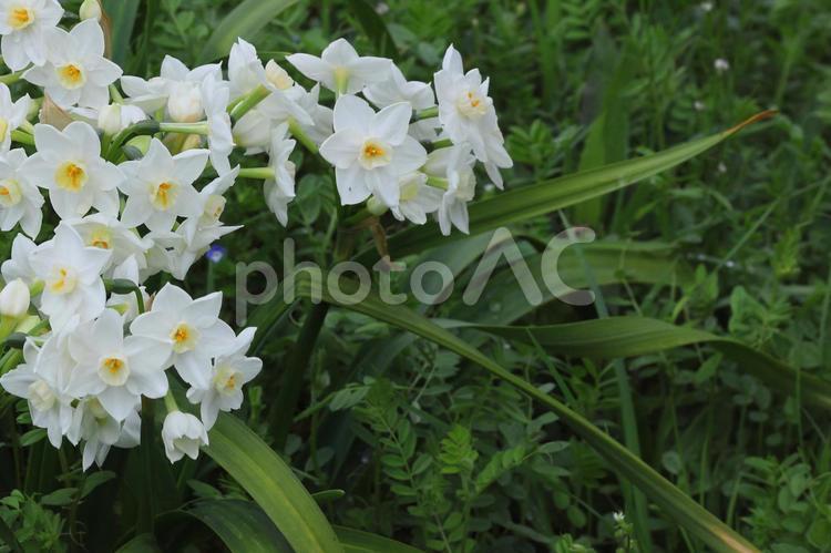春の日差しに咲く花 風景,屋外,美しいの写真素材