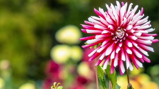 ダリア ダリアの写真