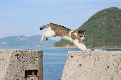 空飛ぶ猫Part 2 猫,自然,哺乳類の写真素材