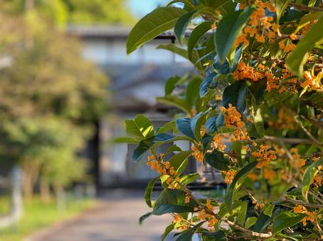 Photo, osmanthus, hương thơm, mùa thu, 