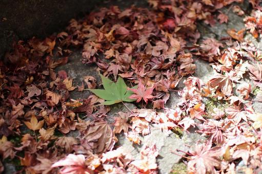 紅葉晩秋の落葉 紅葉晩秋の落葉の写真