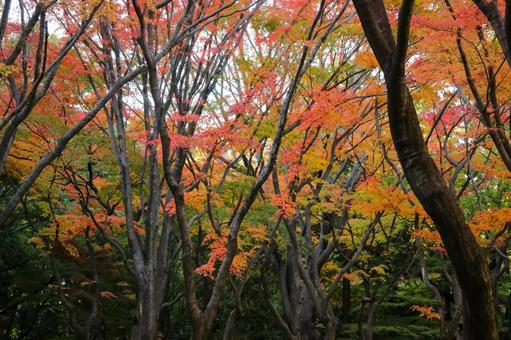 紅葉に包まれる秋の木々 紅葉に包まれる秋の木々の写真