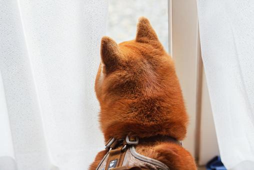 カーテン越しに窓の外を覗き込む柴犬 カーテン越しに窓の外を覗き込む柴犬の写真