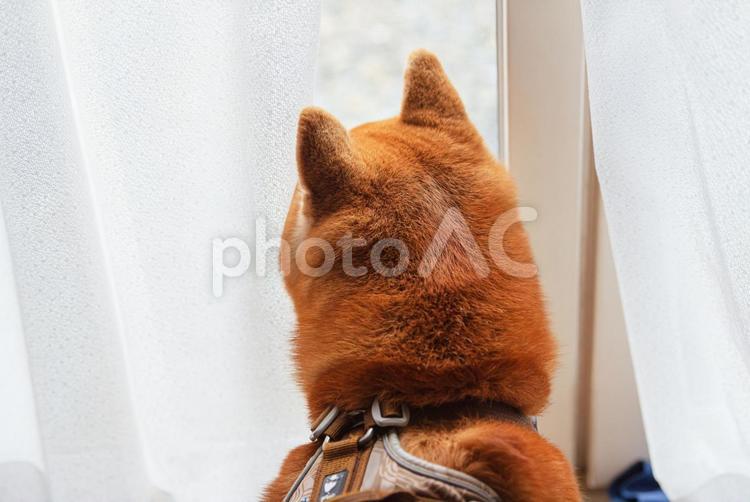 カーテン越しに窓の外を覗き込む柴犬 柴犬,しばいぬ,日本犬の写真素材