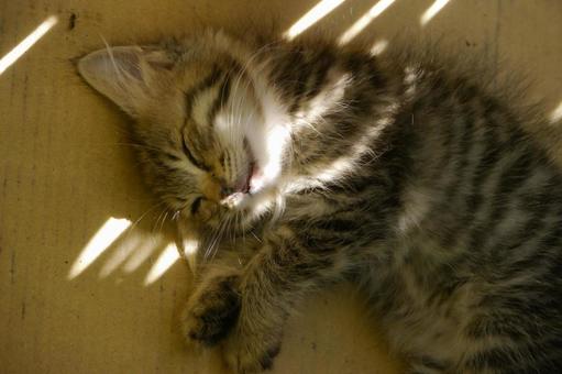 昼寝する子猫 昼寝する子猫の写真