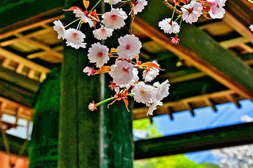 お寺の中の鐘楼をバックにした桜のクローズアップ お寺の中の鐘楼をバックにした桜のクローズアップの写真