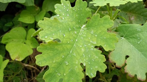竹煮草は毒草・茎からは赤い液が出ます 竹煮草は毒草・茎からは赤い液が出ますの写真