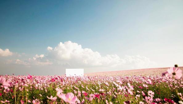花畑と青空 花畑と青空の写真