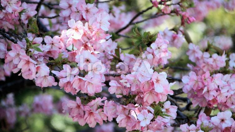 下田白浜神社境内の河津桜 桜,春,花の写真素材