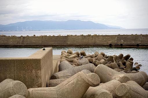 Photo, dove, break, tetrapod, 