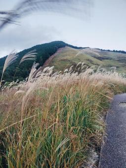 秋の曽爾高原 曽爾高原,ススキ,ライトアップの写真素材