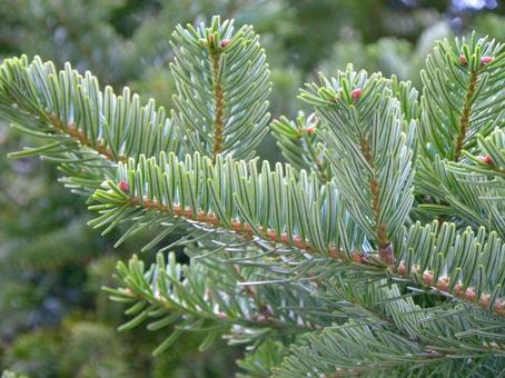 モミの葉の緑背景_02 モミ,葉,緑の写真素材