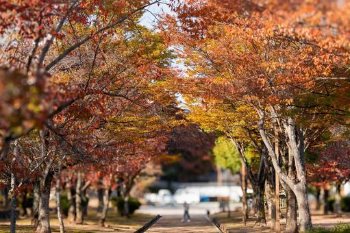 紅葉 秋,秋のイメージ,青空の写真素材