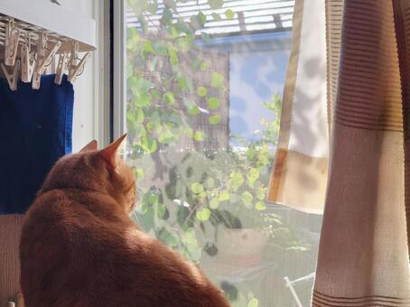 今日の天気は？　窓辺の洗濯物と猫 猫,窓辺,後ろ姿の写真素材