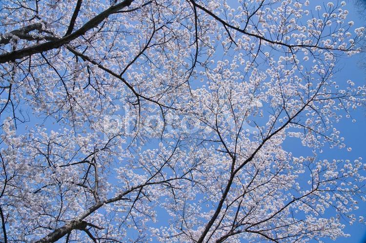 青空と満開の桜 桜,満開,春の写真素材