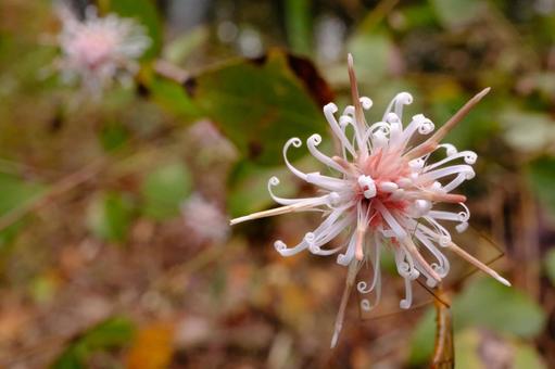コウヤボウキの写真