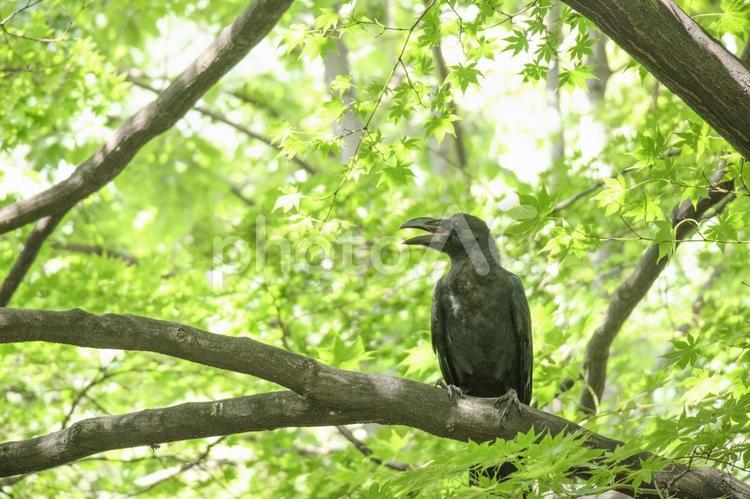 枝にカラスがとまっている カラス,鳥,鳥類の写真素材