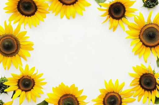白背景に円形に並べられたひまわりの構図 白背景に円形に並べられたひまわりの構図の写真