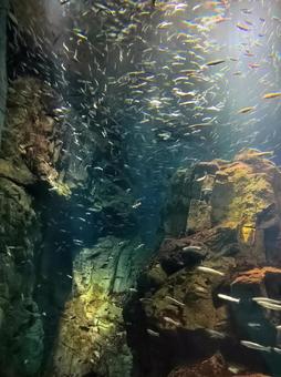 見ているだけで癒される魚の写真