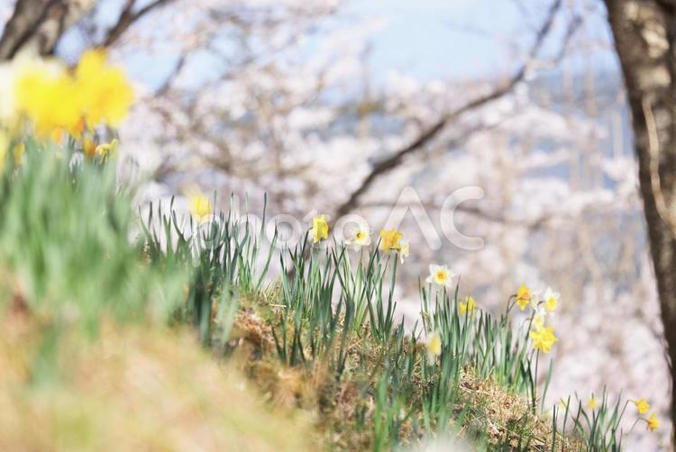 桜の下で咲く水仙 花,水仙,早咲きの写真素材