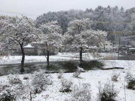 桜吹雪 桜吹雪の写真