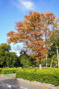 紅葉した木々のある並木道 秋,紅葉,風景の写真素材