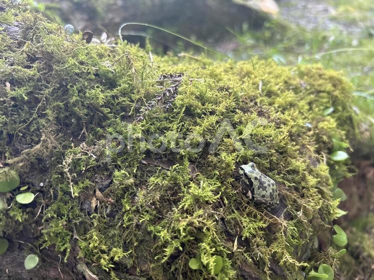 森に隠れたカエル 森,カエル,緑の写真素材