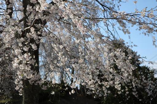 吉野山で桜を撮影 吉野山で桜を撮影の写真